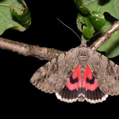 Catocala electa (stužkonoska vrbová), Kývalka