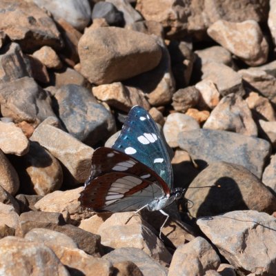 Limenitis reducta (bělopásek jednořadý), HR, Cesarica