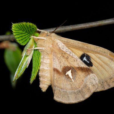 Aglia tau (martináč bukový), Žebětín