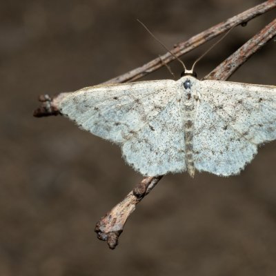 Scopula marginepunctata (vlnopásník tečkovaný), Kamenný vrch