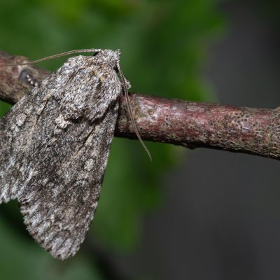 Acronicta aceris (šípověnka maďalová), PR Svatý kopeček