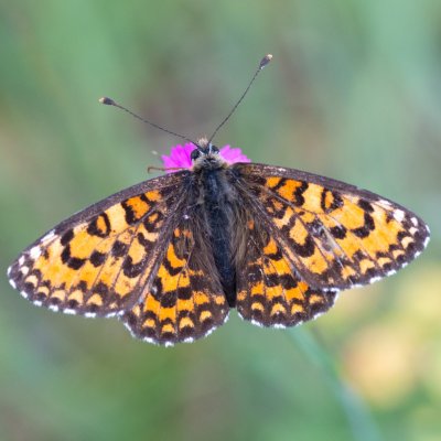 Melitaea trivia (hnědásek jižní), PR Svatý kopeček