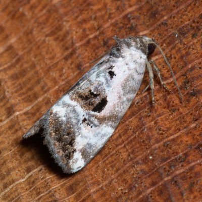 Elaphria venustula (blýskavka narůžovělá), NS Bučín