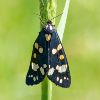 Callimorpha dominula (přástevník hluchavkový), SK, Štôla