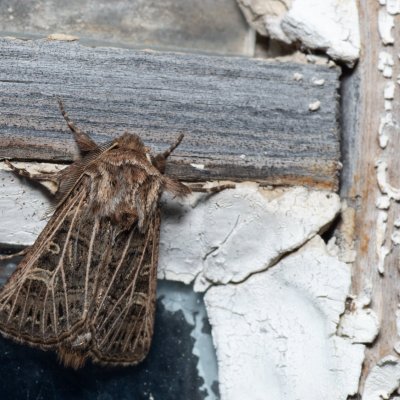 Tholera decimalis (můra jílková), SK, Štôla