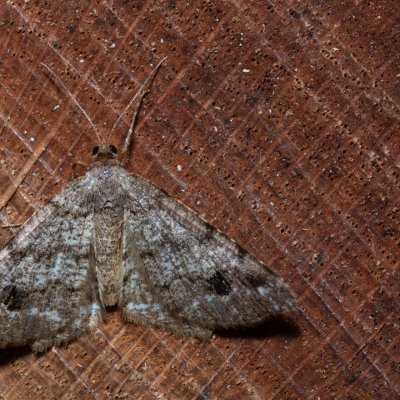 Macaria signaria (kropenatec jedlový), NPR Radostínské rašeliniště