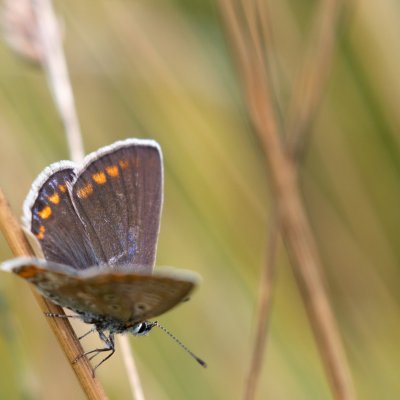 Polyommatus icarus (modrásek jehlicový), Kývalka