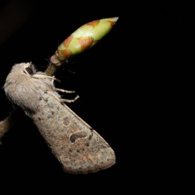Orthosia cruda (jarnice menší), Žebětín