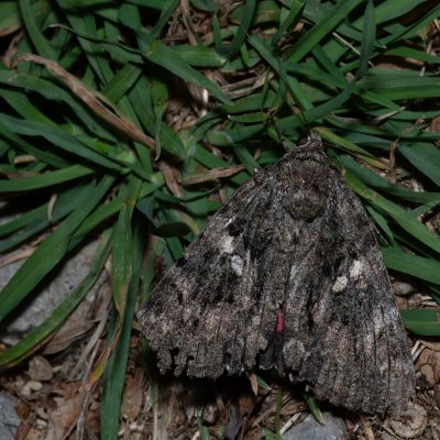 Catocala dilecta (stužkonoska plachá), HR, Jablanac