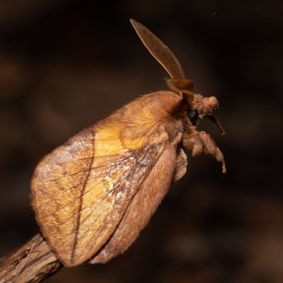 Euthrix potatoria (bourovec trávový), Devět křížů