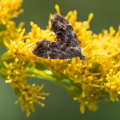 Anthophila fabriciana (molověnka kopřivová), Helenčino údolí