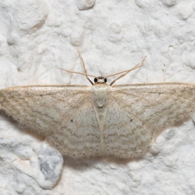 Idaea subsericeata (žlutokřídlec bledý), HR, Jablanac
