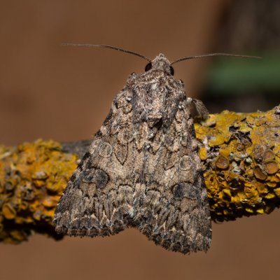 Anarta trifolii (můra jetelová), PP Skalky u Sedlece