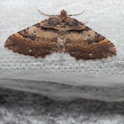 Earophila badiata (píďalka šípková), Kývalka