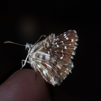 Pyrgus armoricanus (soumračník podobný), PP Milovická stráň