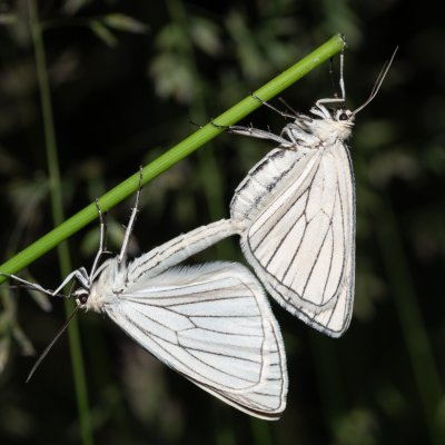 Siona lineata (bělokřídlec luční), PR Kamenný vrch