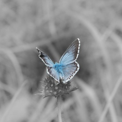 Polyommatus coridon (modrásek vikvicový), SLO, Juliana Alpine Botanical Garden