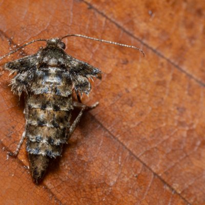 Agriopis aurantiaria (tmavoskvrnáč zlatavý), Žebětín