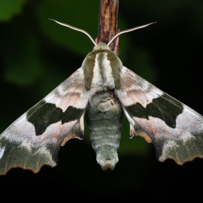 Mimas tiliae (lišaj lipový), Hády