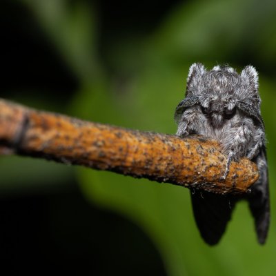 Harpyia milhauseri (hřbetozubec Milhauserův), Hády