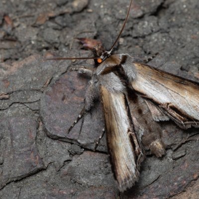 Shargacucullia prenanthis (kukléřka věsenková), Augšperský potok