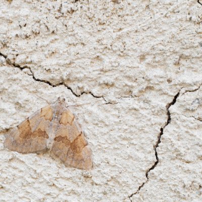 Thera firmata (píďalka borovicová), Žebětín