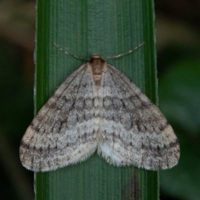 Operophtera brumata (píďalka podzimní), SK, Roháče