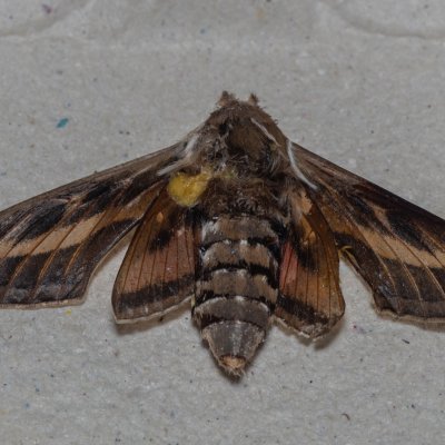 Hyles livornica (lišaj vinný), Žebětín