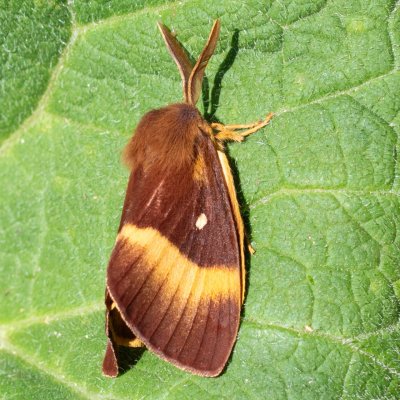 Lasiocampa quercus (bourovec dubový), SK, NPR Velická dolina, Tatry