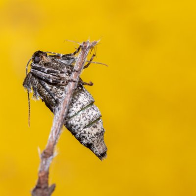 Agriopis aurantiaria (tmavoskvrnáč zlatavý), Žebětín