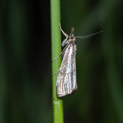 Thisanotia chrysonuchella (travařík kostřavový), Hády