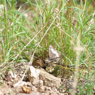 Hipparchia fagi (okáč medyňkový), Zlobice