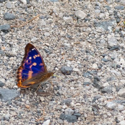 Apatura ilia (batolec červený), SK, Štôla