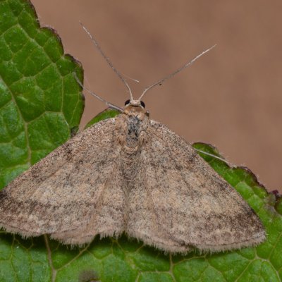 Scopula rubiginata (vlnopásník hnědonachový), NPP Červený kopec
