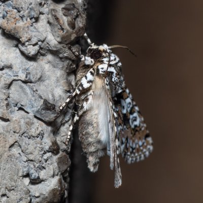 Lamprosticta culta (pestroskvrnka trnková), HR, Krasno
