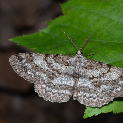 Hypomecis punctinalis (různorožec ovocný), Kývalka