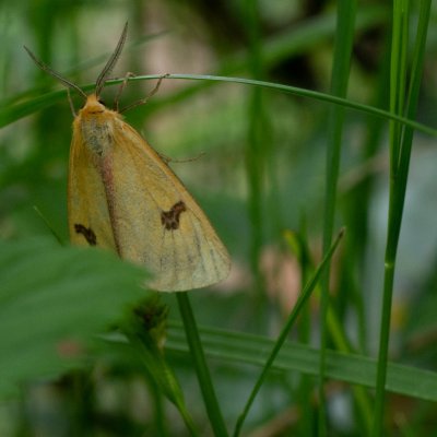 Diacrisia sannio (přástevník chrastavcový), SK, Štôla