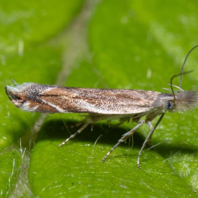 Sophronia sicariellus (-), PR Svatý kopeček