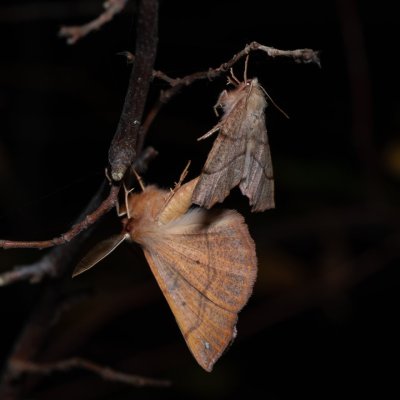 Colotois pennaria (zejkovec pozdní), Žebětín