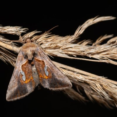 Macdunnoughia confusa (kovolesklec řebříčkový), Henčov