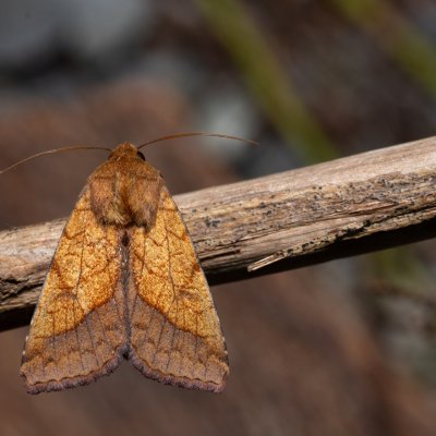 Pyrrhia umbra (černopáska kakostová), Hády - Ruženin lom