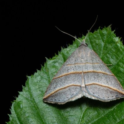 Colobochyla salicalis (šedice jívová), Augšperský potok