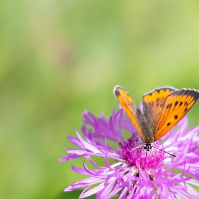 Lycaena dispar (ohniváček černočárný), Lichnov