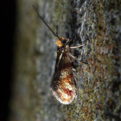 Micropterix tunbergella (chrostíkovník lískový), Žebětín