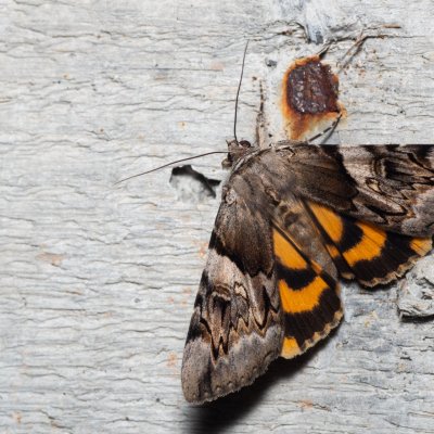 Catocala fulminea (stužkonoska švestková), HR, Krasno