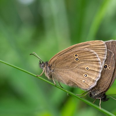 Aphantopus hyperanthus (okáč prosíčkový), SK, Štôla