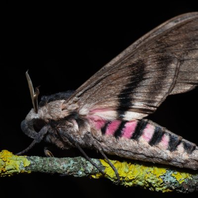 Sphinx ligustri (lišaj šeříkový), PR Turold