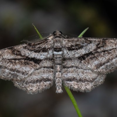 Peribatodes correptaria (-), GR, Sokraki, Korfu