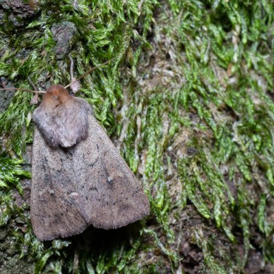 Mythimna ferrago (plavokřídlec bledoskvrnný), Žebětín