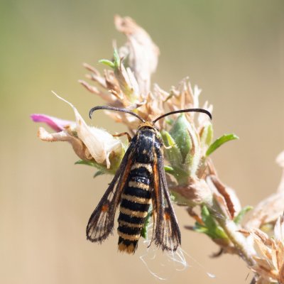 Bembecia sp., PR Kamenný vrch